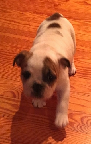 Topdown view of a white with brown English Bulldog puppy that is walking down a hardwood floor.