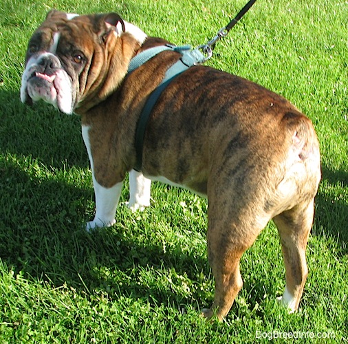 Gus the English Bullldog wearing a green harness standing outside with his back to the camera holder and looking back at them