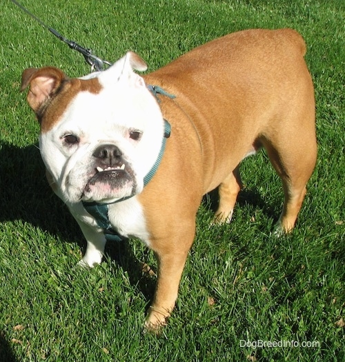 Mini the English Bullldog standing outside and looking to the right of its body with its bottom teeth sticking out in an underbite