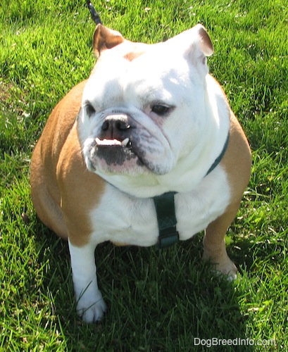 Mini the English Bullldog sitting outside in grass and looking to the left with a bit underbite and teeth showing