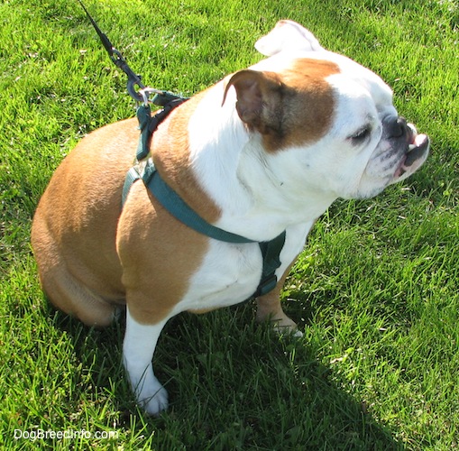 Mini the English Bullldog sitting outside and looking to the right showing off a big underbite