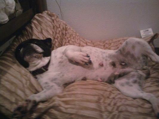 A white with black French Bulldog is laying on a bed belly-out on its side