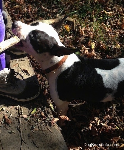 Duncan the black and white Frenchie Staff has a large stick in its mouth and is giving it to a person standing on a wooden board