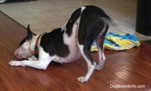 Duncan the black and white Frenchie Staff is play bowing to get at a bone on a hardwood floor next to a white tiled floor. There is a towel to the right of it