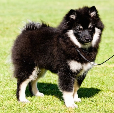 A fluffy black with white and tan German Spitz is standing outside in a field