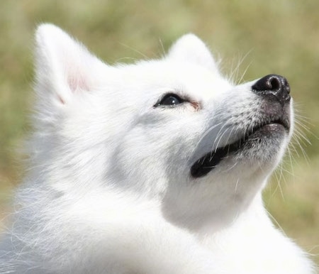 Close Up head shot  - the face of a white German Spitz