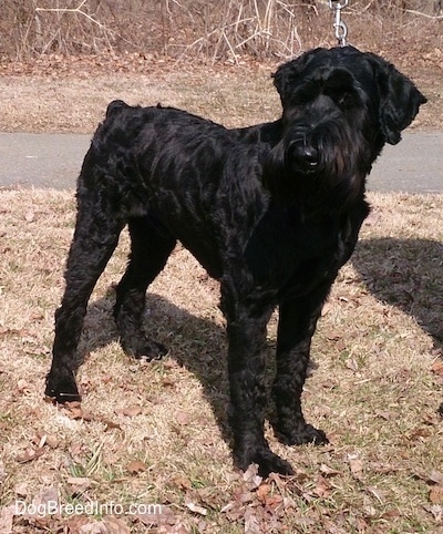 A large breed, wavy-coated, black Giant Schnauzer dog is standing outside in grass that has leaves all over it looking to the left.