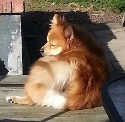 The back of a red with white Pomeranian that is laying across a wooden porch and it is looking to the left.