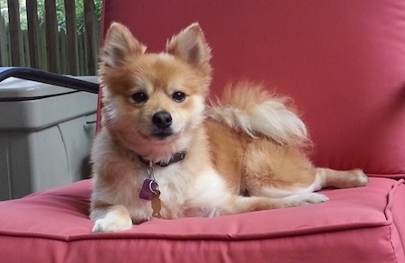A shaved, red with white Pomeranian is laying on a red porch chair and it is looking forward. The dog has small perk ears.