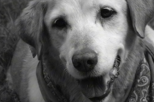 Close Up - A black and white photo of a Golden Labradoodle with its mouth open and tongue out. It is wearing a red bandana