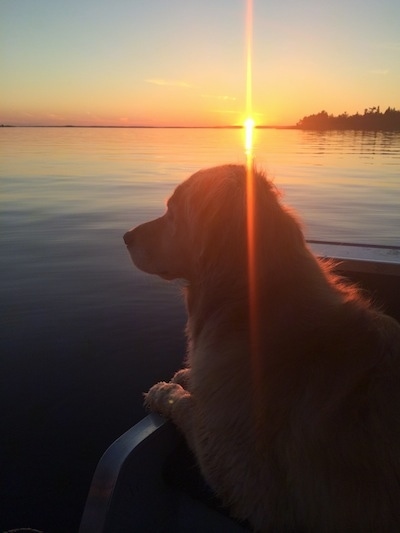 A Golden Retriever in a boat. It is looking out into a body of water and the sun is setting