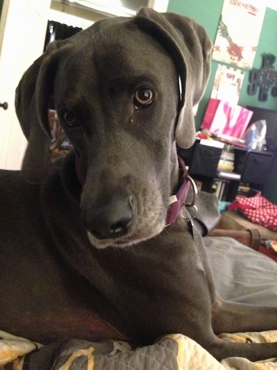 A black Great Weimar is laying on a human's bed and looking back and down to a person next to it