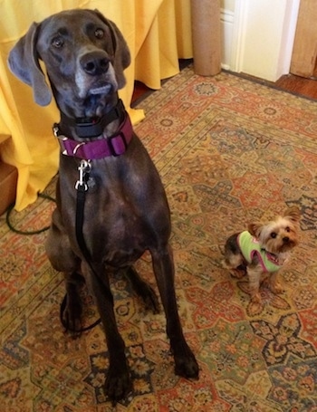 A black Great Weimar is sitting on top of a large oriental rug with a yellow curtin behind it next to a toy dog that has a green and pink shirt on