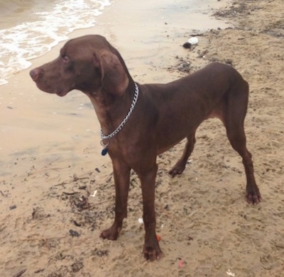 A brown Great Weimar is standing in wet sand next to the shoreline and looking out into the water.