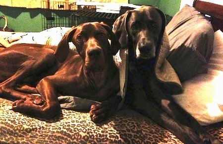 Two large Great Weimar dogs are laying on top of a human's bed. One of the Great Weimars is covered in a blanket next to pillows.