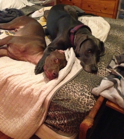 Two Great Weimar dogs are laying on a human's bed next to each other. One Great Weimar has its paw over top of the others neck.