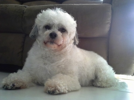 Head on view - A white with grey Highland Maltie is laying on a white tiled floor in front of a brown couch.