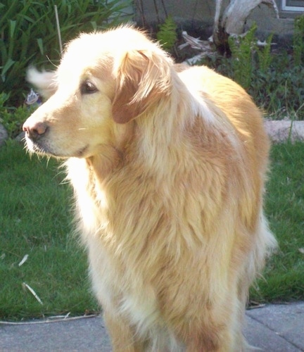 A tan Hovawart is standing on a sidewalk looking to the left