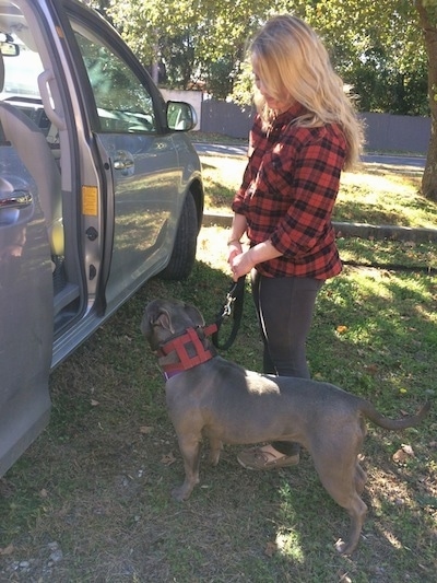 Princess Leia the Pit Bull Terrier being taught the correct way to get into a vehicle