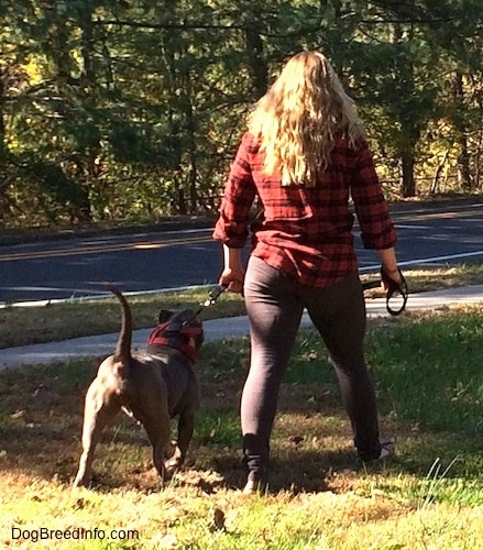 Princess Leia the Pit Bull Terrier being taught the correct way to walk by a lady