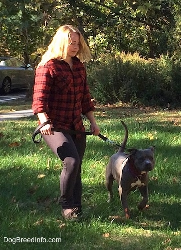 Princess Leia the Pit Bull Terrier being walked by a lady