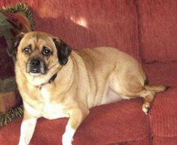 A tan with white and black Jug is laying on a red couch with its front paws over the edge.