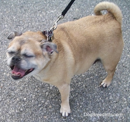 A tan with white Jug is standing in a street. Its mouth is open and eyes are closed