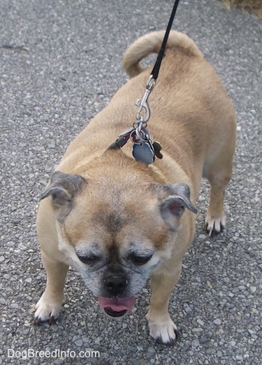 View from the top - A tan with white Jug is standing in a street and looking down at the ground. Its mouth is open and tongue is out