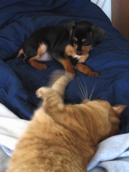 A black and tan King Pin puppy is laying on a blue blanket. There is an orange cat laying on its side batting at the pup.