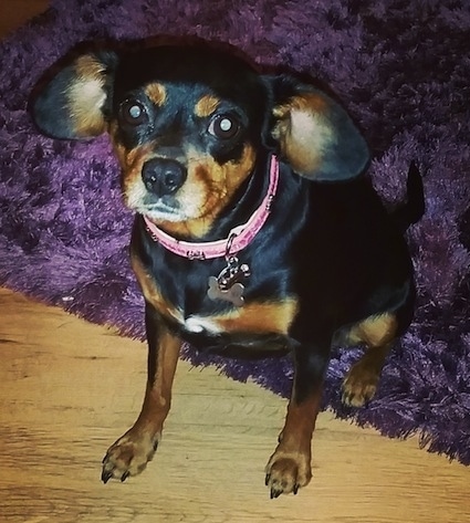 A black and tan with white King Pin dog is wearing a pink collar sitting on a purple throw rug with its front paws on a hardwood floor and looking forward
