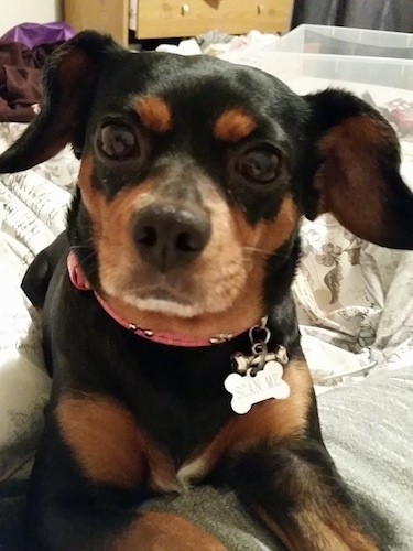 Close Up head-on view - A black and tan with white King Pin is laying on a persons leg on a human's bed. It is wearing a bone dog tag that says 'SCAN ME'