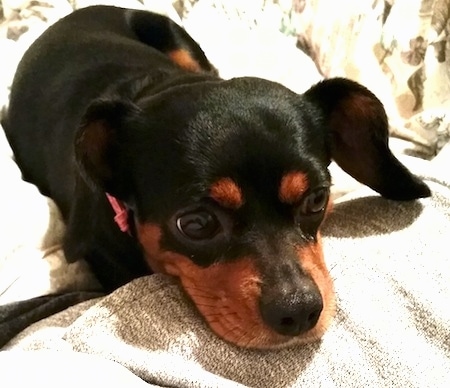 Close Up - A black and tan with white King Pin puppy is laying its head down on a person's leg