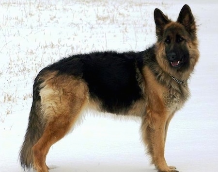 A Black and brown King Shepherd is standing in snow, its mouth is open slightly and it is looking to the left.