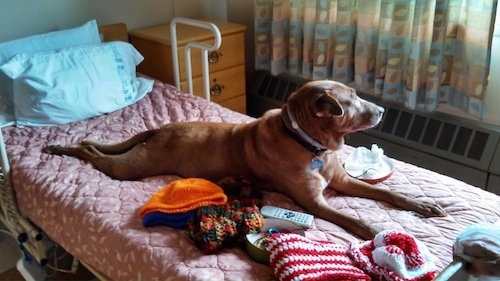 A brown Lab Pei dog is stretched out on a human's bed surrounded by hats, sweaters and a remote control.