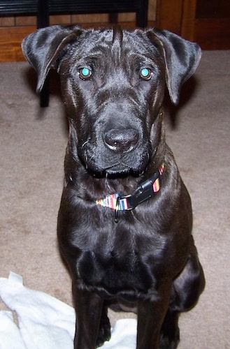 A black Lab Pei dog is sitting in a tan carpet and there is a white handcloth under it