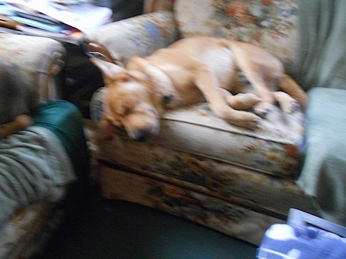 A tan with white Lab Pei dog is laying on its side on top of a tan couch that has a floral print on it.