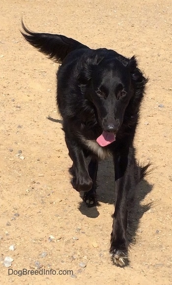 A black with white Labollie dog is walking across a dirt path with its tongue hanging out.