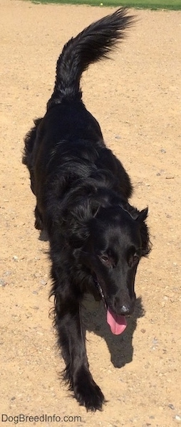 A panting black with white Labollie dog is moving across dirt.