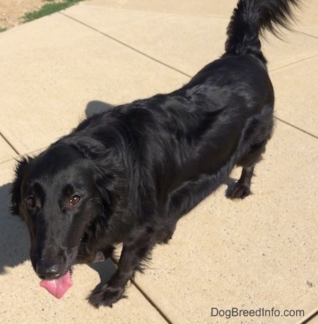 A panting black with white Labollie dog is standing on a sidewalk looking up.