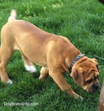 A tan with white and black Leavitt Bulldog puppy is wearing a black leather spike collar sniffing another dog in front of it.