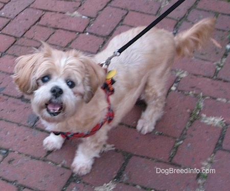 Looking down at the dog from above - A tan with white Lhasa Apso is standing on a brick sidewalk and looking up with its mouth open in mid-bark.