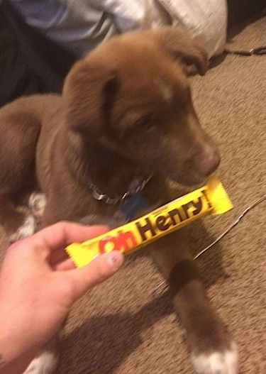 A brown with white Pit Bull mix puppy is laying on a tan carpet and there is a person holding an 'Oh Henry!' candy bar in front of it.