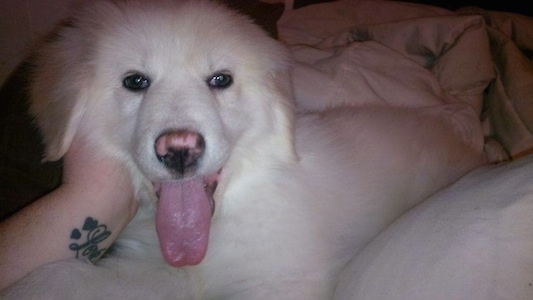 Close up - A white Maremma Sheepdog puppy is laying on a bed and there is a persons arm with a tattoo next to the dog's head. The dog's tongue his hanging out.