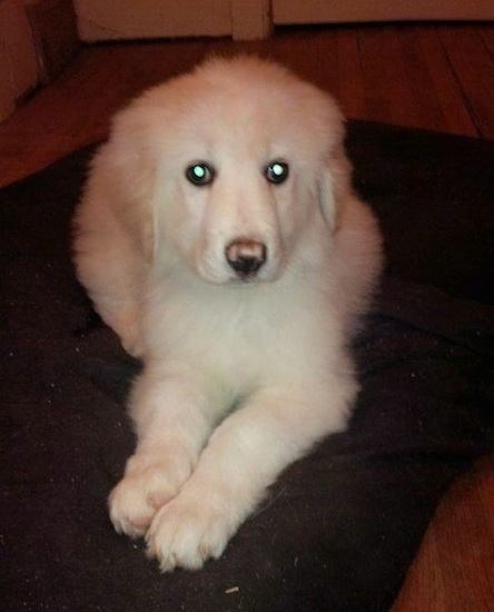 View from the front - A furry, white Maremma Sheepdog is laying on a black pillow on a hardwood floor and looking up.