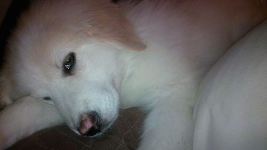 Close up - A sleepy looking white Maremma Sheepdog puppy is laying down on a bed.