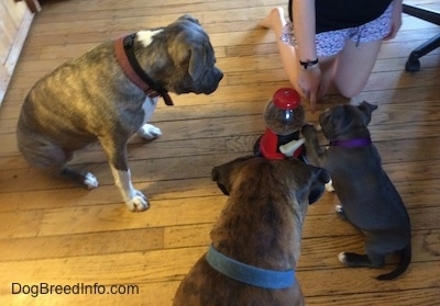 There is a gumball machine with a lever that dispenses treats in between two dogs, a puppy and a person on there knees. The blue nose American Bully Pit puppy has her left paw on a lever.