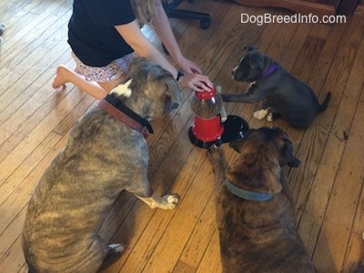 A person on the knees has a hand on a food dispenser with a lever. The blue nose American Bully Pit puppy has her left paw on a lever. There is a blue nose Pit Bull Terrier sitting and watching, next to him is a brown with black and white Boxer laying down and watching.