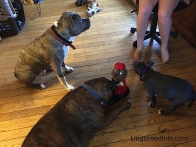 A brown with black and white Boxer is laying down and using a food dispenser machine. A blue nose American Bully Pit puppy is standing on a hardwood floor. A blue nose Pit Bull Terrier is sitting and looking up at a person sitting in a computer chair.