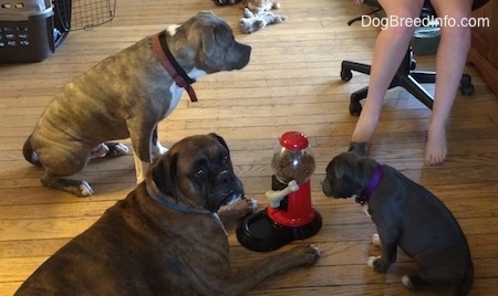 A brown with black and white Boxer is laying on a hardwood floor with a food dispenser in front of him. A blue nose American Bully Pit puppy is looking at the machine. The blue nose Pit Bull Terrier is standing on a hardwood floor looking up at a person sitting in a computer chair.