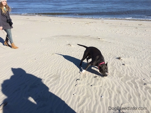 A blue nose American Bully Pit is digging in sand on a beach. There is a blonde haired girl behind the dog.